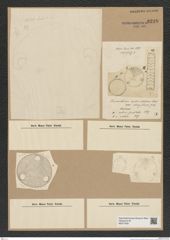 Diatomeae indet. Zeichnungen Sammlung Grunow Nr. 8238 (NHMW-BOT-W0377630)